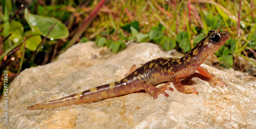 Monte-Albo-Höhlensalamander // Monte Albo cave salamander (Speleomantes flavus / Hydromantes flavus) - Sardinien, Italien
