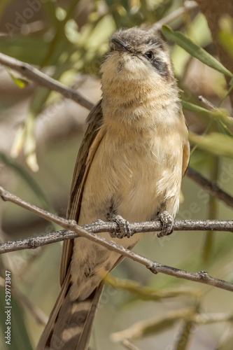 Black-eared Cuckoo in Northern Territory Australia