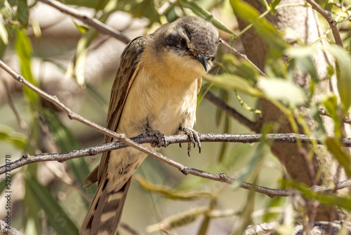 Black-eared Cuckoo in Northern Territory Australia