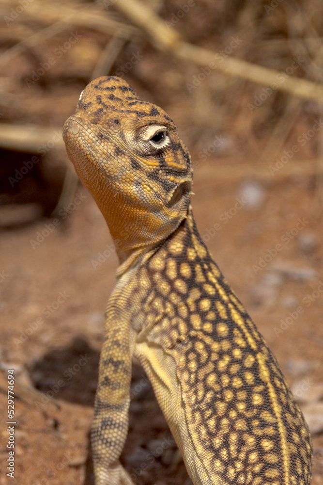 Fototapeta premium Central Netted Dragon in Northern Territory Australia