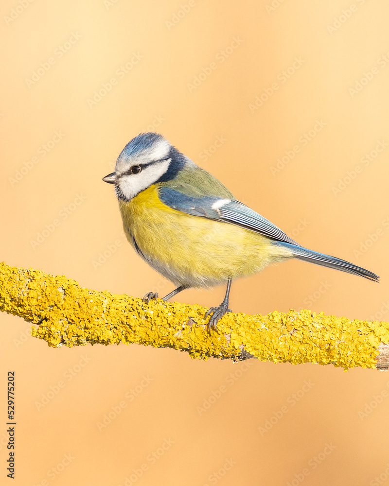 Obraz premium Bird - Blue Tit ( Cyanistes caeruleus ) perched on tree winter time small bird on orange background