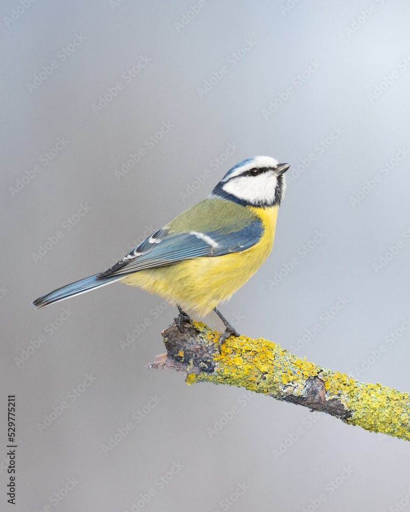 Obraz premium Bird - Blue Tit ( Cyanistes caeruleus ) perched on tree winter time small bird on blue background