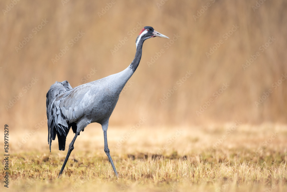 Obraz premium Wild common crane, grus grus, walking on hay field in spring nature. Large feathered bird landing on meadow from side view. Animal wildlife in wilderness.