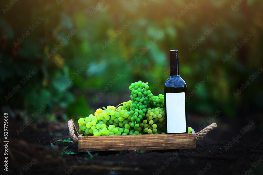 A wooden tray with green grapes and a bottle of wine stands on the ground in the vineyard. Photo in the vineyard.With copy space. Side view. Sunlight.