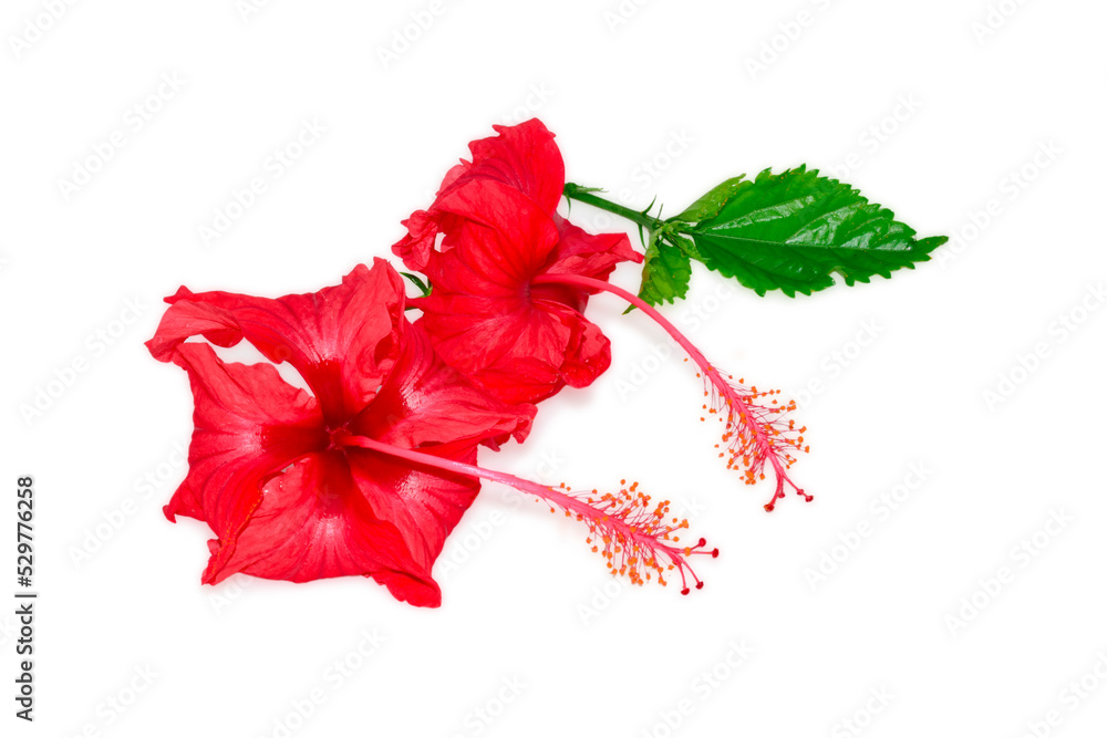 Fototapeta premium Red Hibiscus flower isolated on white background