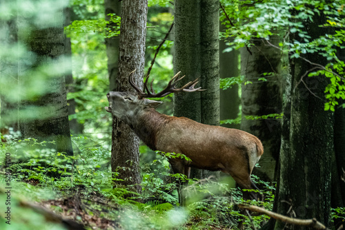 Red Deer (Cervus elaphus) stag during the rutting season. Bieszczady Mts., Carpathians, Poland. © Szymon Bartosz