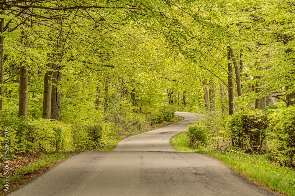 Obraz premium Spring forest 