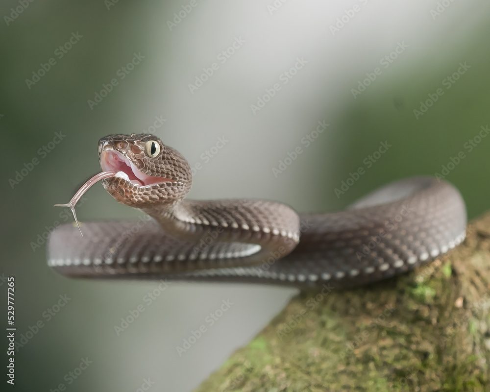 Fototapeta premium close up of a snake