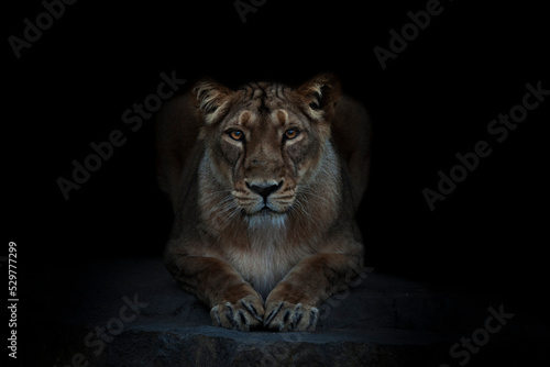 Majestic Asiatic Lion Portrait in green background. Male, female lion in nature in India.