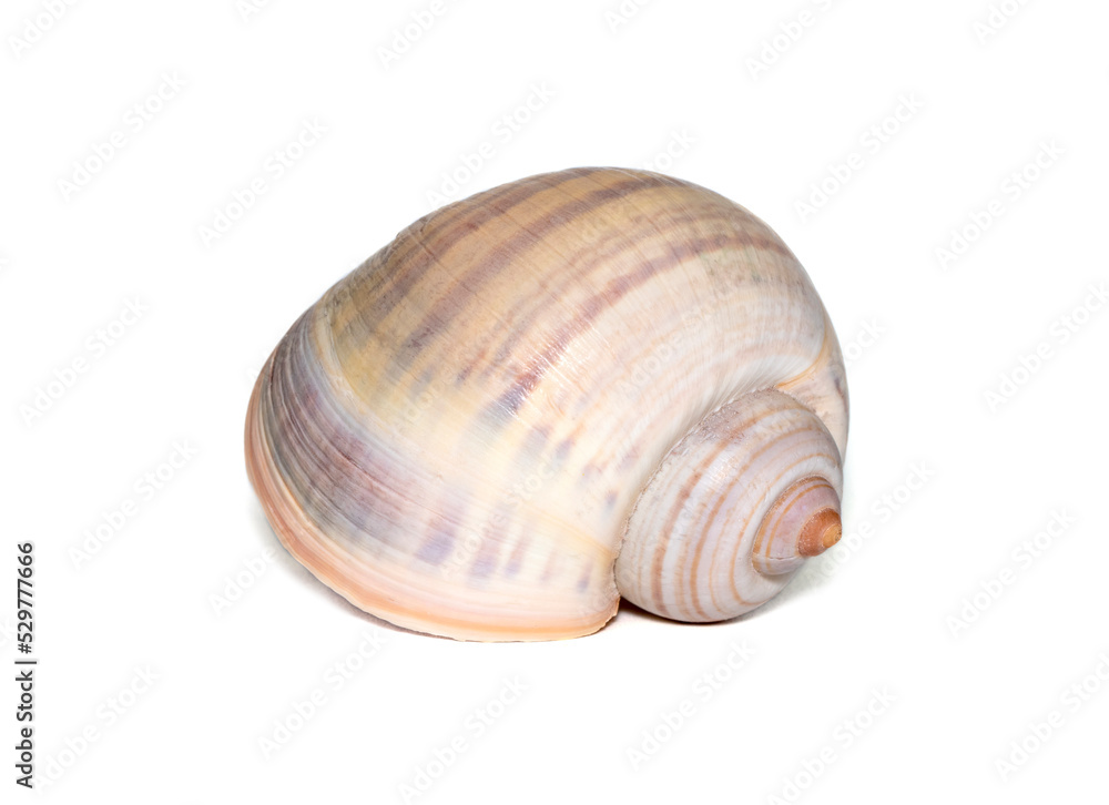 Image of large empty ocean snail shell on a white background. Undersea Animals. Sea shells. Image of large empty ocean snail shell on a white background. Undersea Animals. Sea shells.