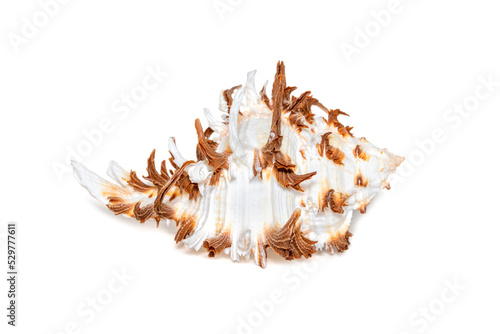 Image of chicoreus ramosus seashell common name the ramose murex or branched murex on a white background. Sea shells. Undersea Animals. photo