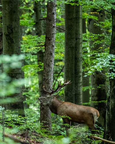 Fototapeta Naklejka Na Ścianę i Meble -  Red Deer (Cervus elaphus) stag during the rutting season. Bieszczady Mts., Carpathians, Poland.