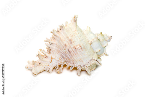 Image of chicore us ramosus, common name the ramose murex or branched murex, is a species of predatory sea snail, a marine gastropod mollusk in the family Muricidae. Undersea Animals. Sea Shells.