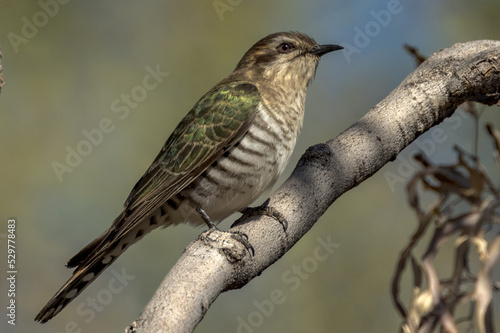 Horsfield's Bronze-Cuckoo in Northern Territory Australia