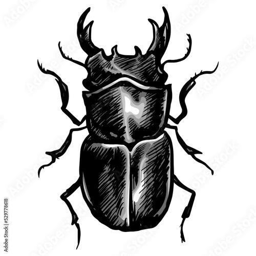 Stag Beetle Drawing Hand Drawn Vector Illustration Art Retro Vintage