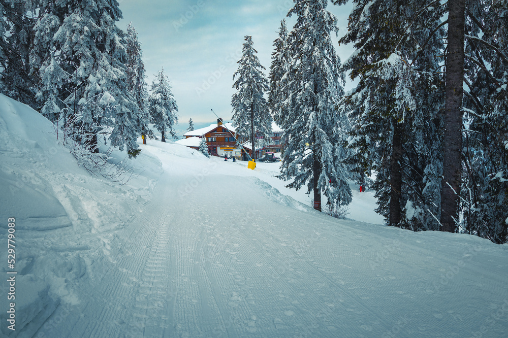 Spectacular snow covered pine trees and cute wooden chalet