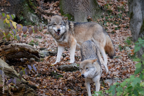 Wolf  Wildtier