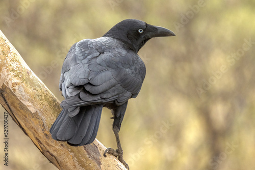 Konstfotografi Torresian Crow in Northern Territory Australia