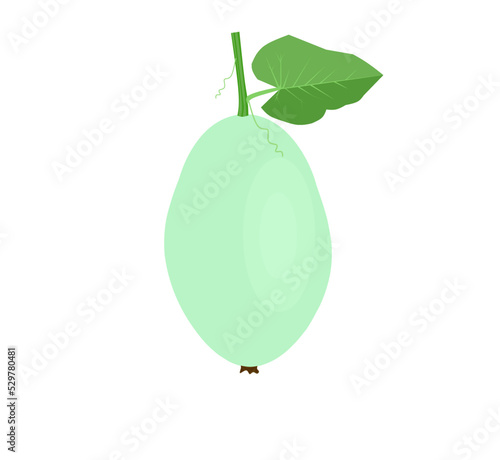 Wax gourd or Chal-kumra realistic vector illustration