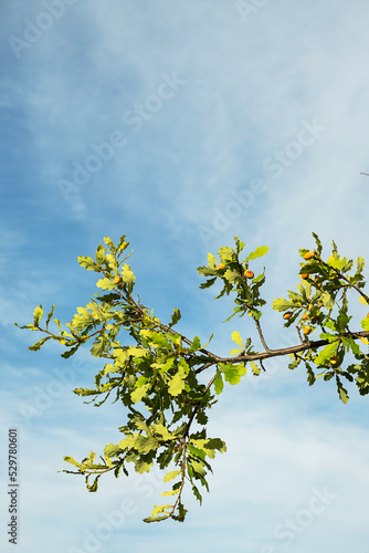 Ripe acorns on oak tree branch against blue sky, copy space.