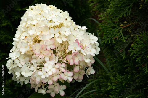 Hortensja bukietowa rosnąca w ogrodzie