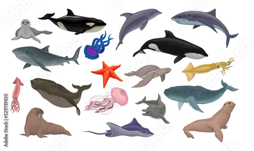 Marine Habitant and Sea Mammal with Dolphin, Shark, Whale, Squid, Jellyfish and Walrus Big Vector Set