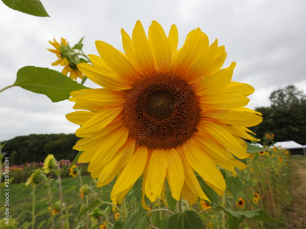 Fototapeta premium sunflower in the field