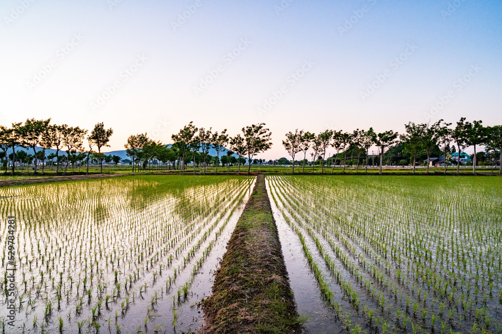 新潟 田園風景 新潟 田園風景