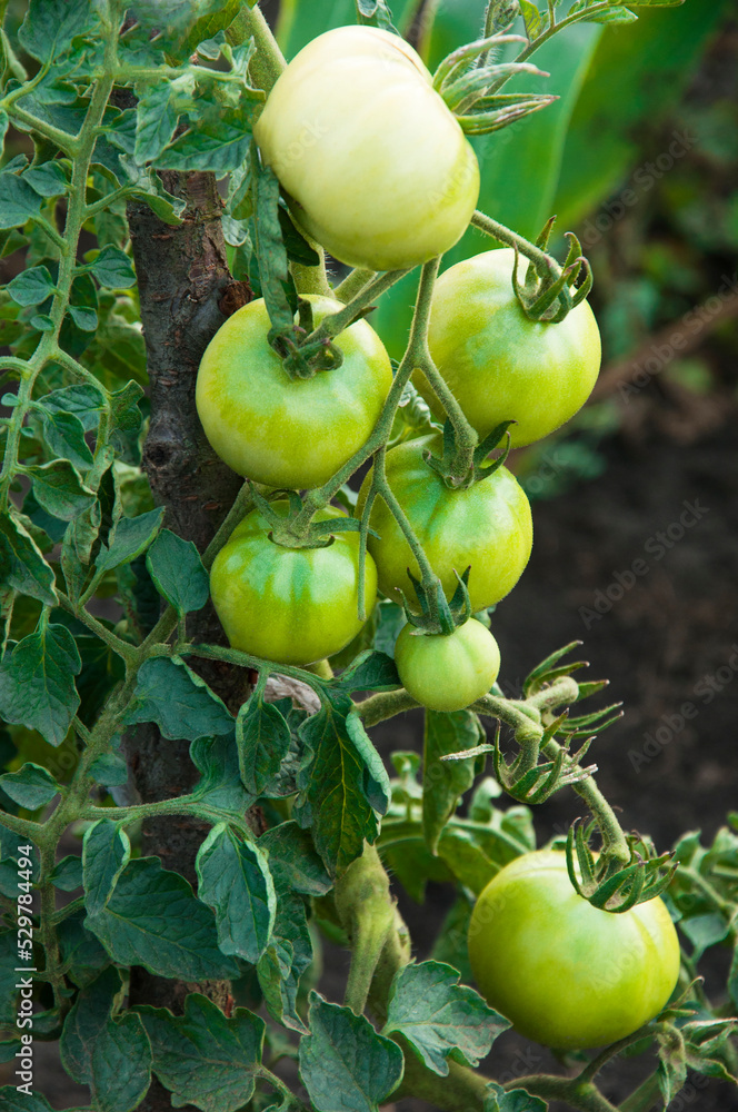 green tomatoes on the bushes. the concept of growing tomatoes. unripe vegetables in the garden. green tomatoes on the bushes. the concept of growing tomatoes. unripe vegetables in the garden.
