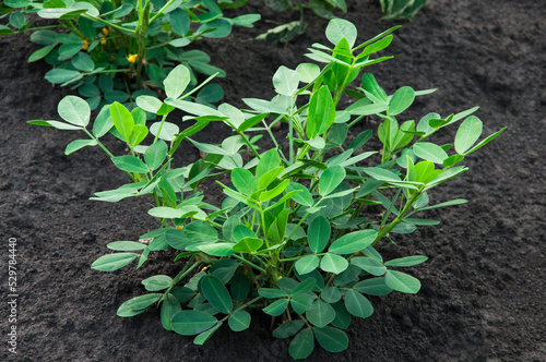 peanut bush in the garden. green plant in the ground. concept of growing peanuts