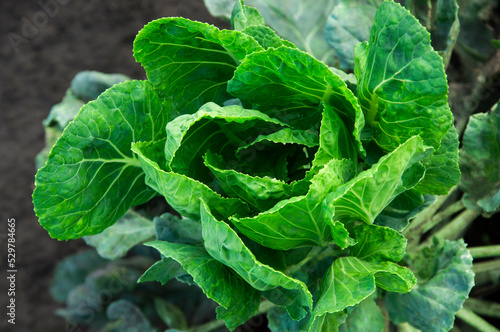 Принти на полотні young cabbage in the garden