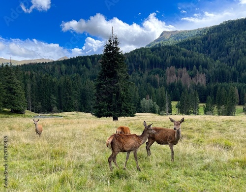 deer in the mountains, wild animal in the forest, wild deer 