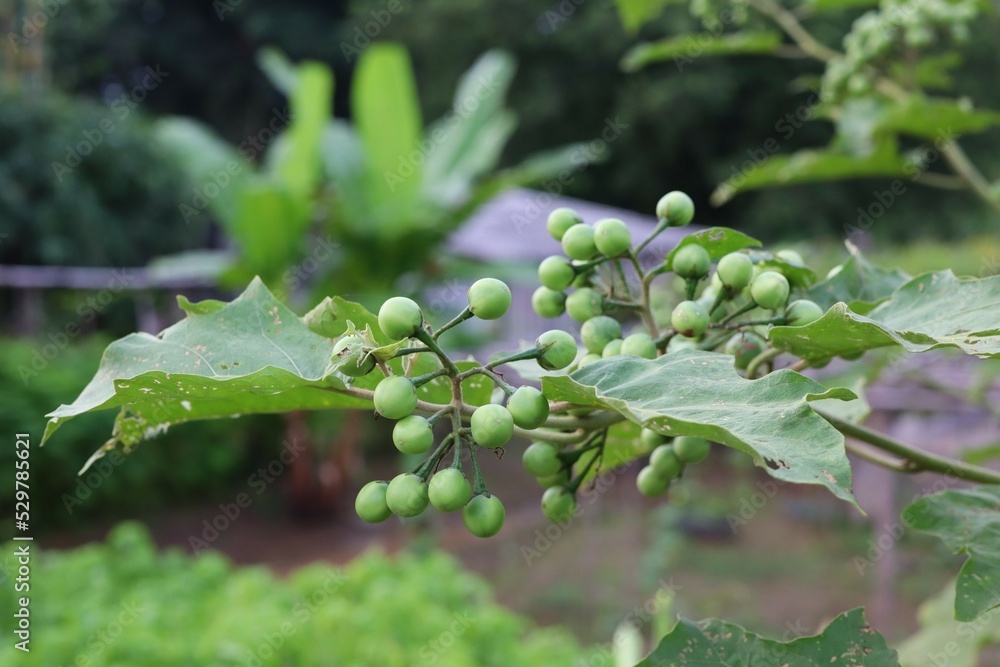 Green organic Turkey berry eggplant on branch . Herbal plant in Thailand and ingredient for Thai food Green organic Turkey berry eggplant on branch . Herbal plant in Thailand and ingredient for Thai food