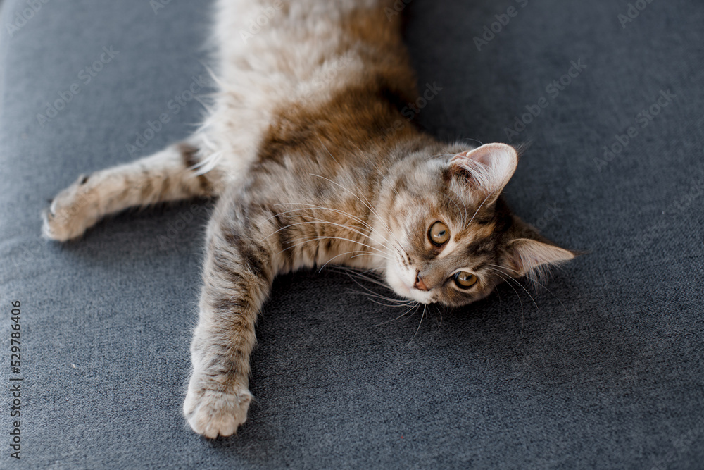A small gray Maine Coon cat lies on a sofa. Maine Coon kitten. A small gray Maine Coon cat lies on a sofa. Maine Coon kitten.