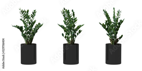 Zanzibar Gem tree in a plant pot isolated on transparent background, minimal and scandinavian style, Realistic 3D render