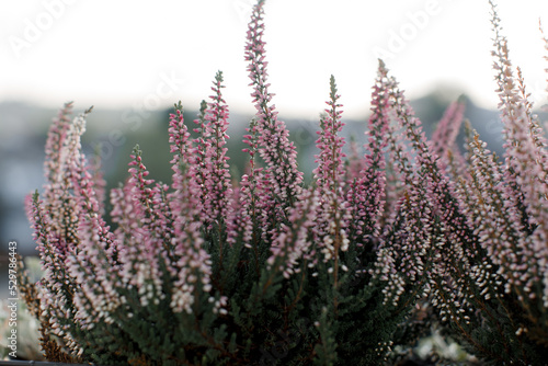 Blooming heather plant. Close up. 