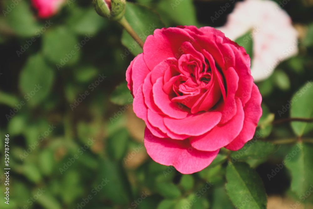 Red roses in bloom. Red roses are often given on Valentine's Day because they signify love. Red roses in bloom. Red roses are often given on Valentine's Day because they signify love.