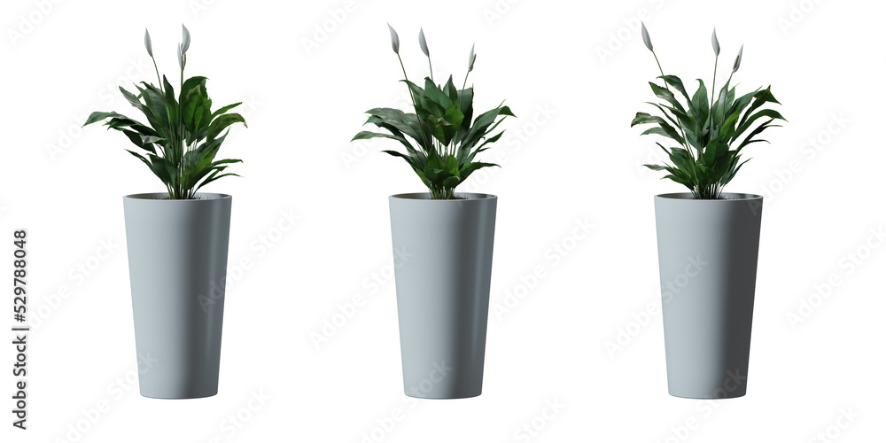 Peace Lily tree in a plant pot isolated on transparent background, minimal and scandinavian style, Realistic 3D render