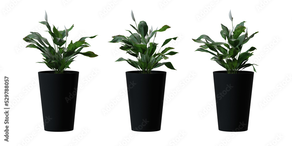 Fototapeta premium Peace Lily tree in a plant pot isolated on transparent background, minimal and scandinavian style, Realistic 3D render