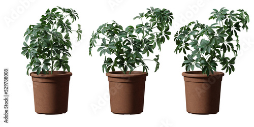 Schefflera Dwarf Umbrella tree in a plant pot isolated on transparent background, minimal and scandinavian style, Realistic 3D render