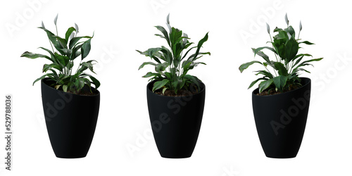 Peace Lily tree in a plant pot isolated on transparent background  minimal and scandinavian style  Realistic 3D render