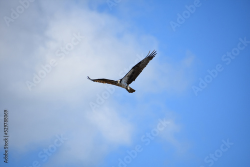 Outstretched Wings on an Osprey in Flight