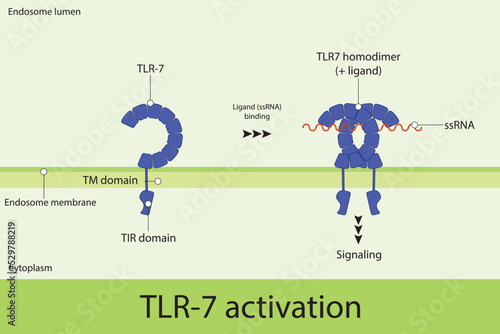 Diagram of TLR7 activation - ligand (single stranded RNA) binding, dimerization and signaling. Simple pharmacology and immunology illustration.