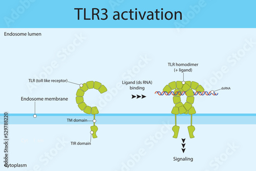 Diagram of TLR3 activation - ligand (double stranded RNA) binding, dimerization and signaling. Simple pharmacology and immunology illustration.
