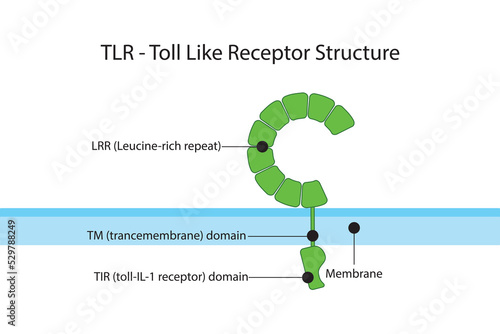 Diagram of TLR (toll like receptor) structure - showing LRR, TIR and TM domains. Pharmacology and immunology infographic vector illustration.