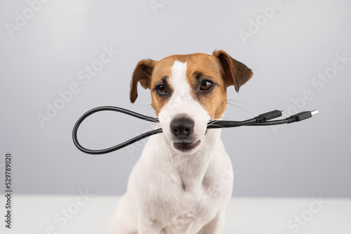 Dog jack russell terrier gnaws on a black usb wire on a white background. 