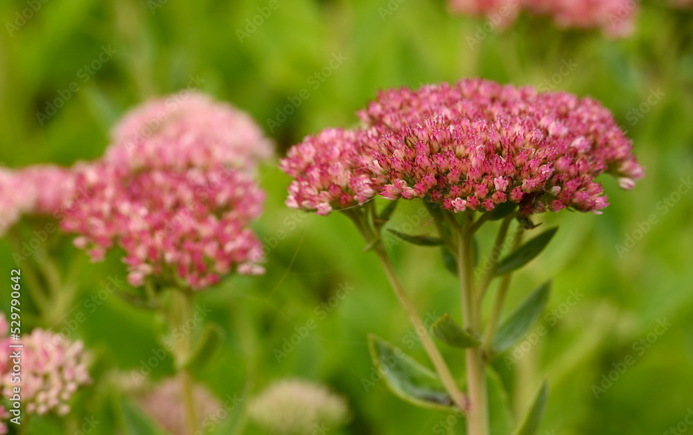 Beautiful close-up of eupatorium purpureum Beautiful close-up of eupatorium purpureum