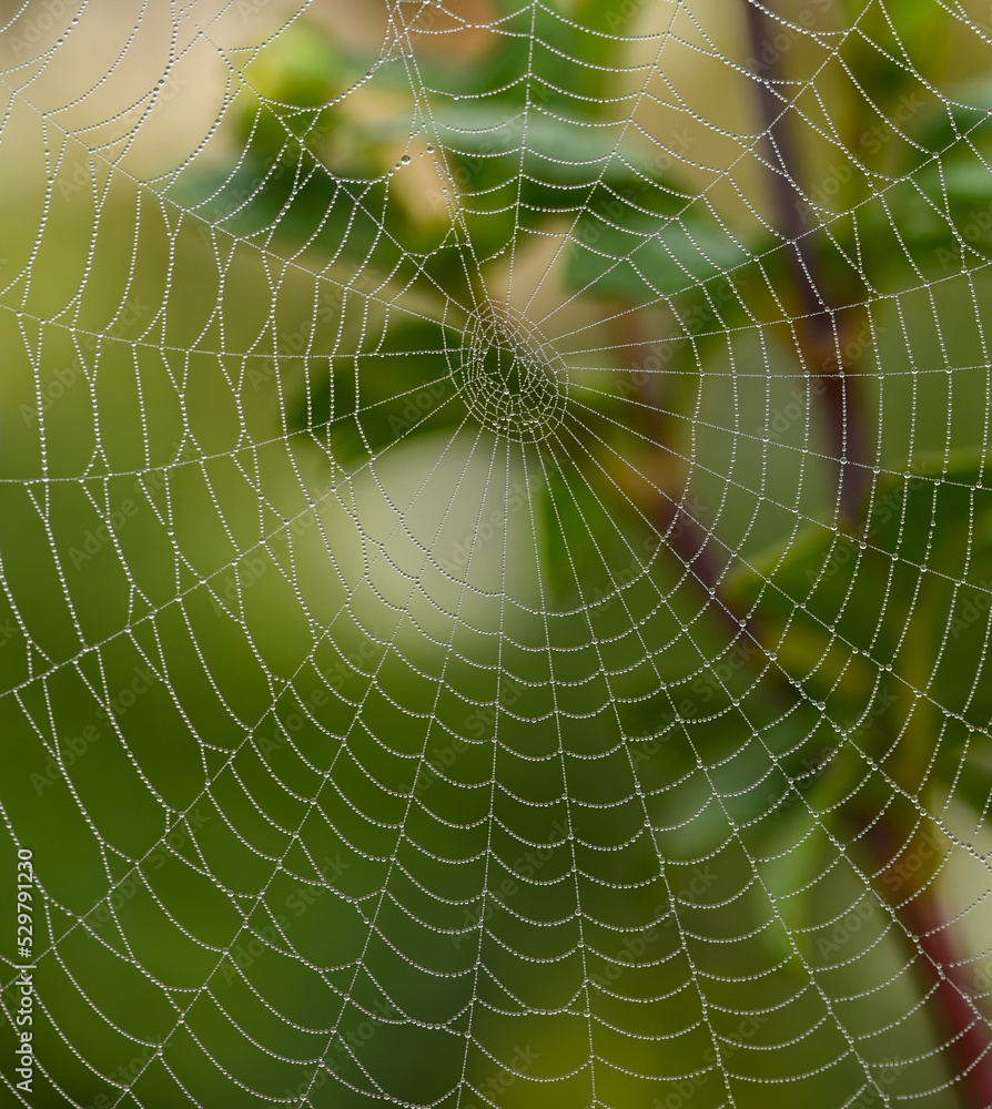 Naklejka premium Beautiful close-up of a spiderweb