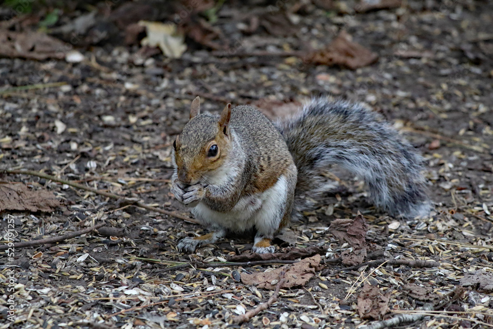 A beautiful portrait image of a wild squirrel in the forest. This forest is located in Preston, Lancashire and is home to many wildlife. A beautiful portrait image of a wild squirrel in the forest. This forest is located in Preston, Lancashire and is home to many wildlife.