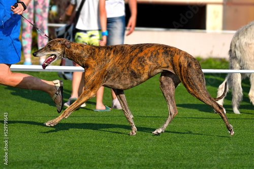 Valokuva Dog on dog show sighthound championship